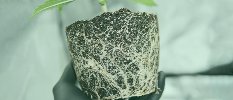 How to root prune cannabis